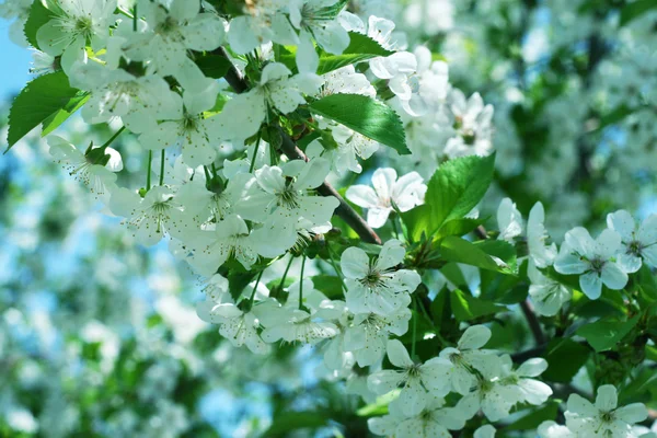 Květiny na třešňový strom — Stock fotografie