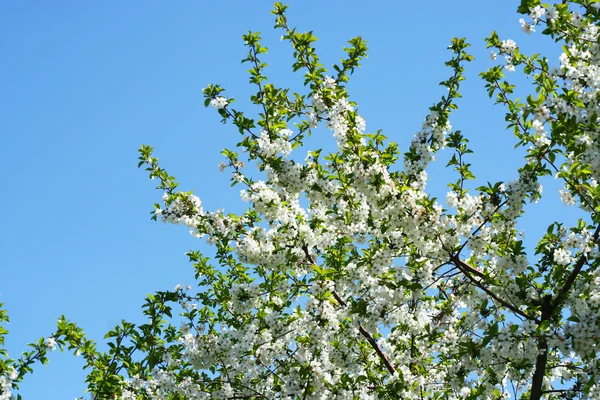 stock image Flowers on the cherry tree