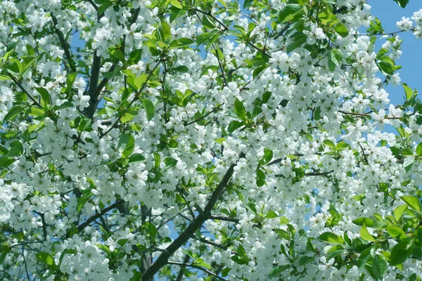 stock image Flowers on the cherry tree