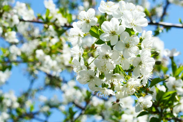 Blumen auf dem Kirschbaum — Stockfoto