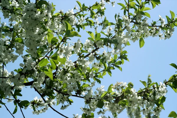 stock image Flowers on the cherry tree