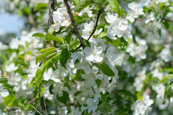 벚꽃 나무에 꽃이 — 스톡 사진