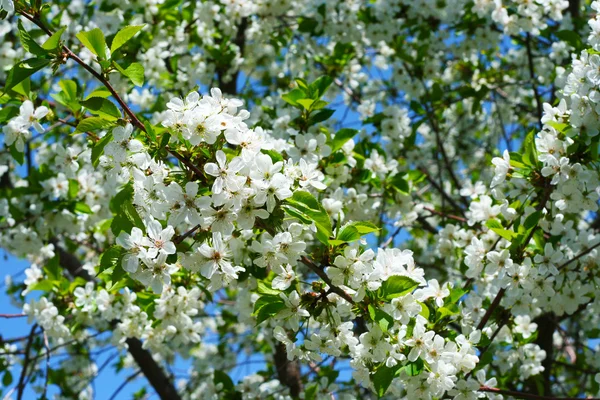Flowers on the cherry tree Royalty Free Stock Images
