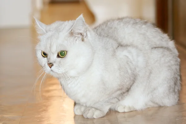 Pretty cat — Stock Photo, Image