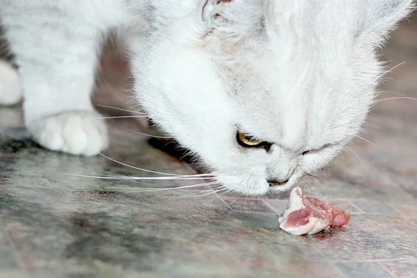 stock image Pretty cat