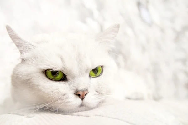 Sahne kedi — Stok fotoğraf