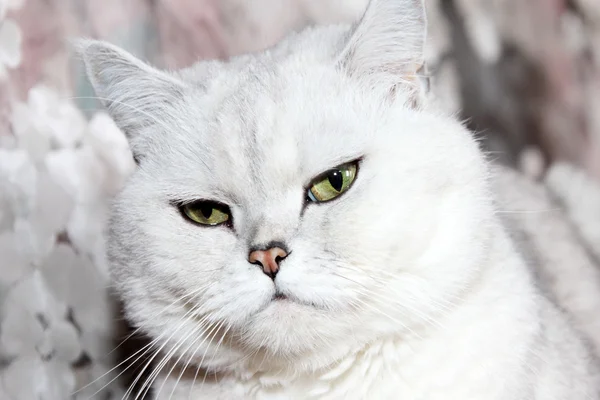 Sahne kedi — Stok fotoğraf