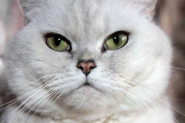 Scény kočka — Stock fotografie