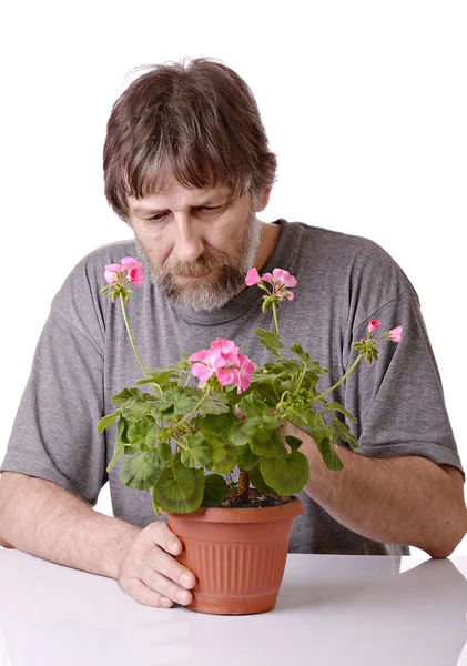 Seorang pria merawat bunga pot — Stok Foto