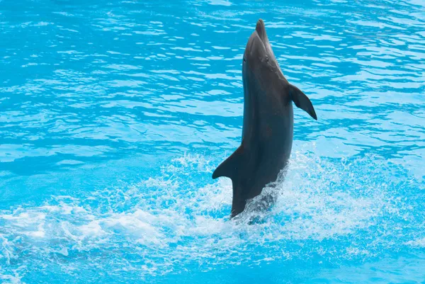 Tančící delfín — Stock fotografie