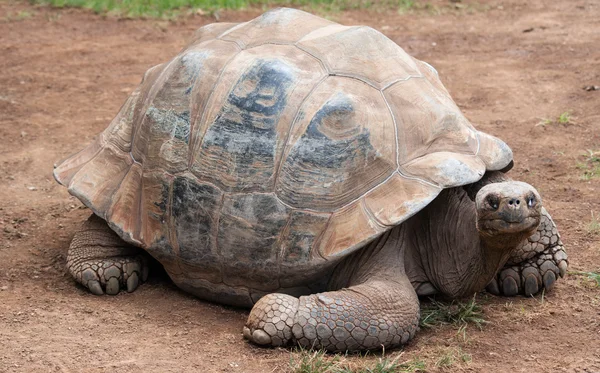 stock image Giant turtle