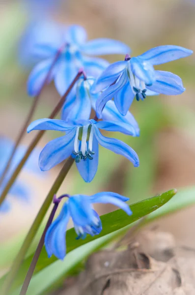 stock image Snowdrops