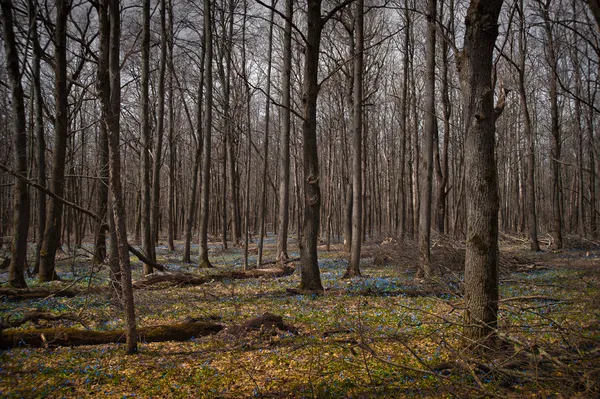 stock image Spring forest with snowdrops