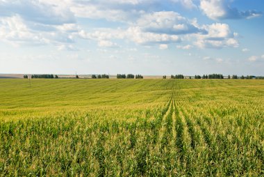 Corn field clipart