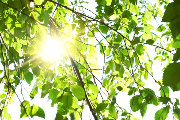 stock image Green leaves and sun