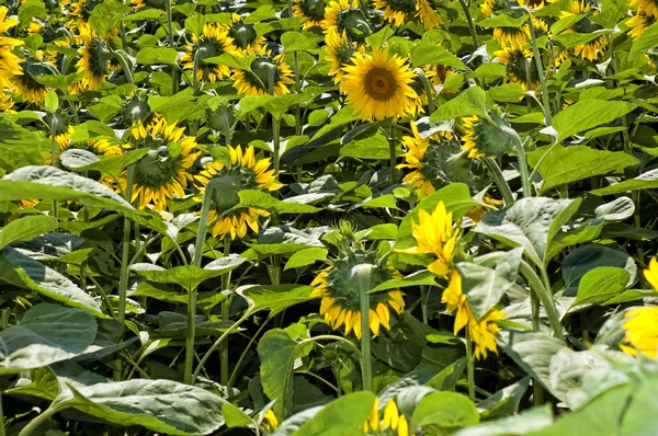 Sunflower Filed — Stock Photo, Image