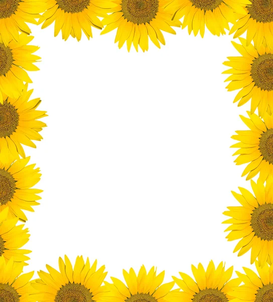 Frame van zonnebloemen voor foto — Stockfoto
