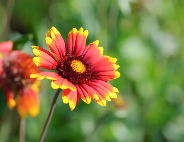 Flower — Stock Photo, Image