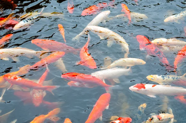 stock image Koi carps