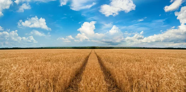 Caminho através do campo de trigo — Fotografia de Stock