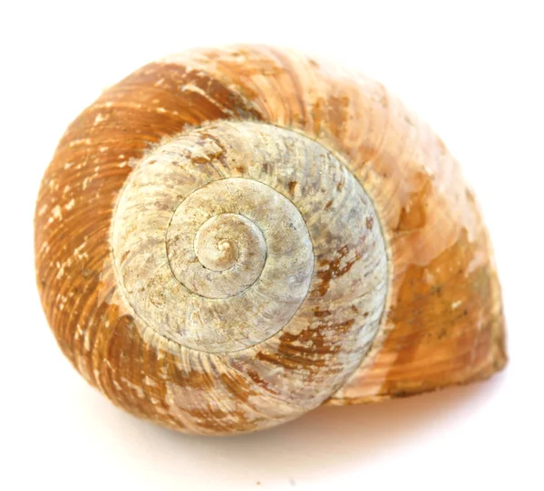 stock image Snail shells