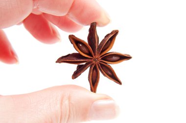 Hand is holding whole star anise in closeup clipart