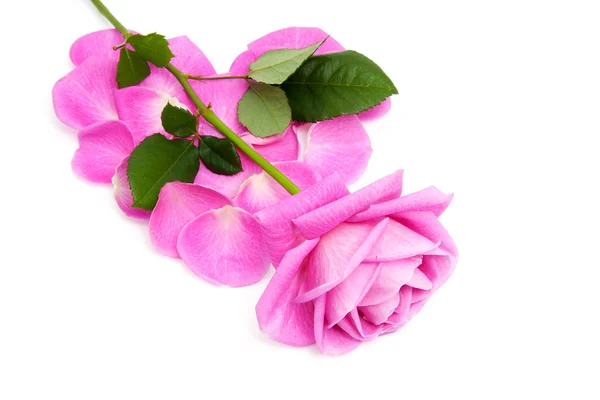 Rosa rosa e forma de coração feito de folhas — Fotografia de Stock
