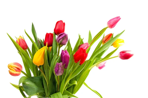 Színes holland tulipán csokor — Stock Fotó