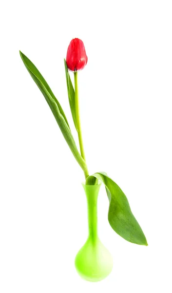 Une tulipe rouge dans un vase vert — Photo