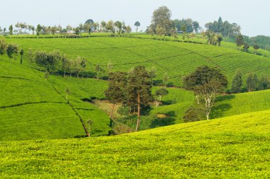 Kenya çay plantasyon