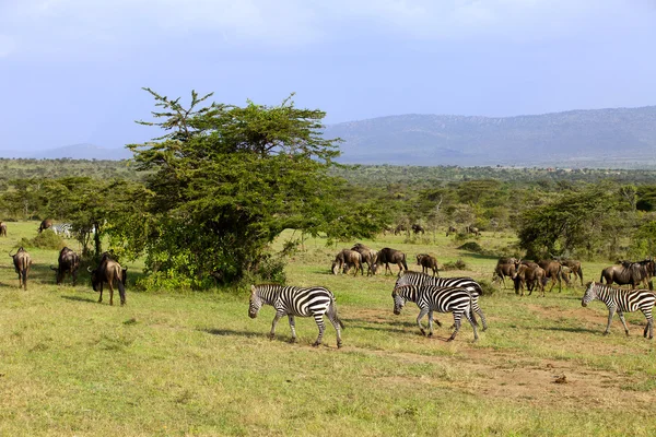 Cebras y ñus en África — Stok fotoğraf