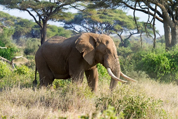 African elephant in reserve — Stock Photo, Image