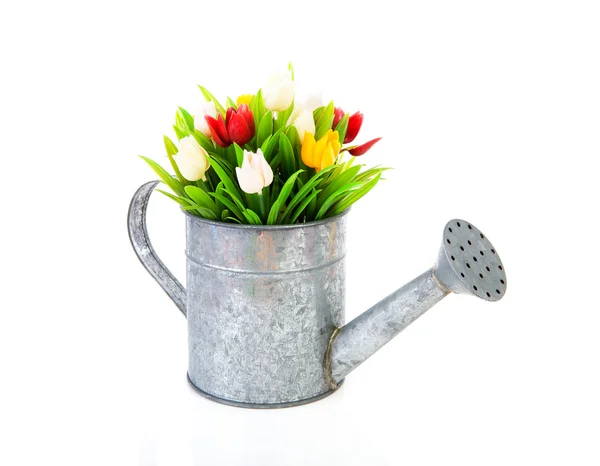 Lata de rega de zinco com tulipas coloridas — Fotografia de Stock