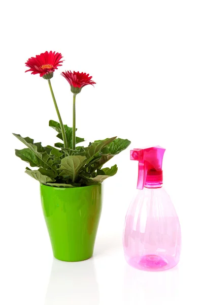 Pink water sprayer and Gerber flowers in pot — Stock Photo, Image