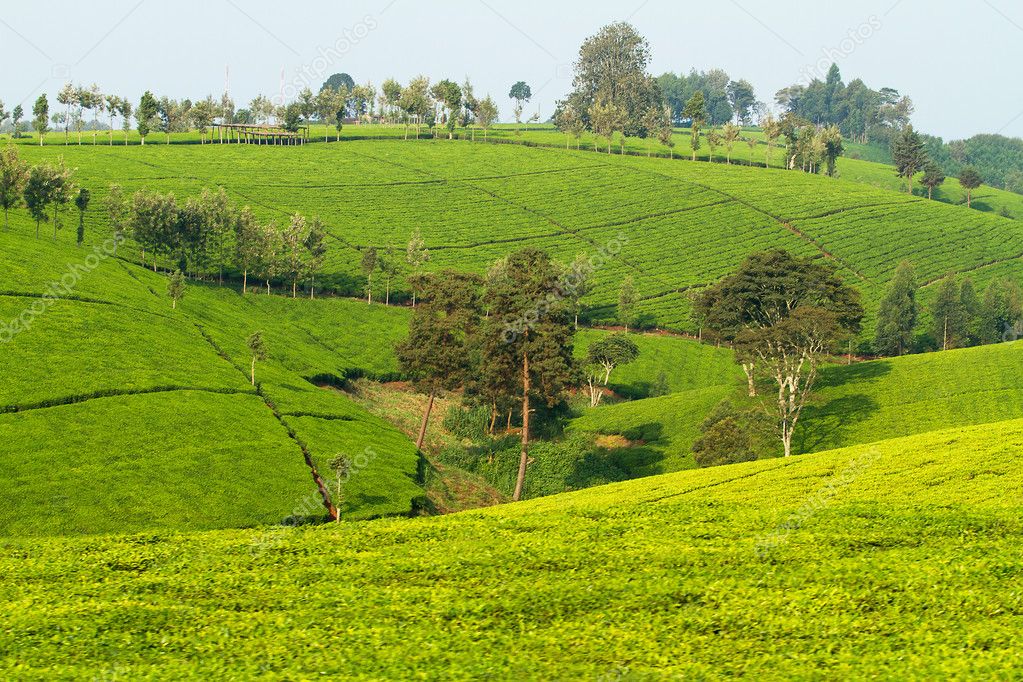 Tea plantation in Kenya