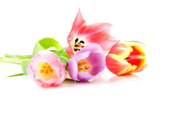Tulipes néerlandaises colorées — Photo
