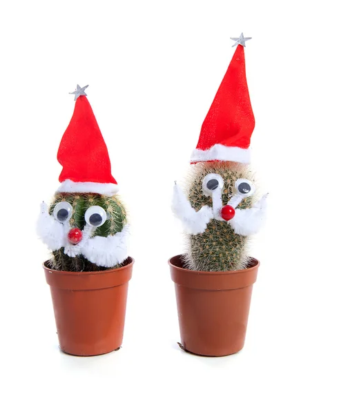 Забавные украшенные кактусы на Рождество — стоковое фото