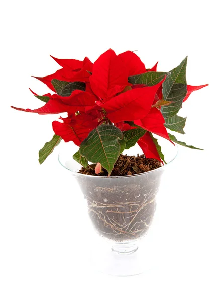 Vánoční hvězda červená květina ve skleněné konvici — Stock fotografie