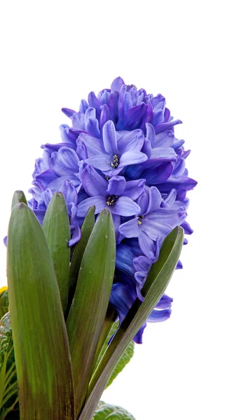 Jeden Fialový květ hyacintu v detailním — Stock fotografie