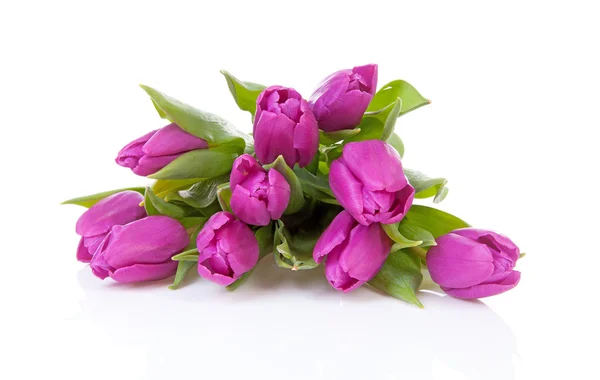 Bouquet av purpurfargede nederlandske tulipaner – stockfoto