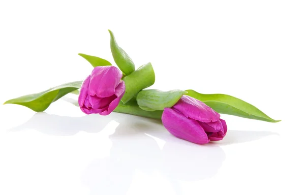 Два фиолетовых голландских тюльпана — стоковое фото