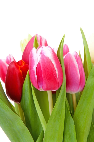 Colorful Dutch tulips in closeup — Stock Photo, Image