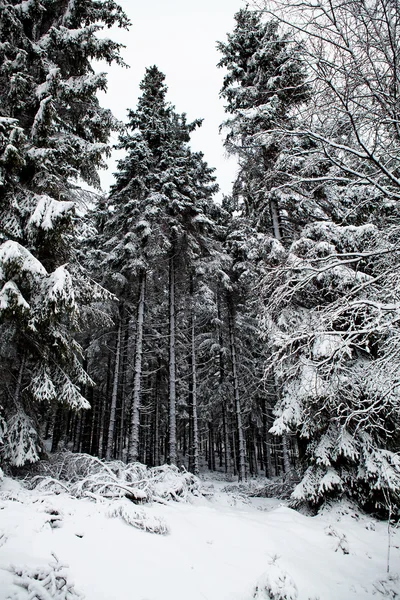 눈으로 덮인 파라오 나무들 — 스톡 사진