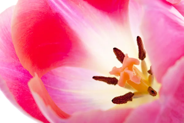 Makro av rosa holländska tulpaner — Stockfoto