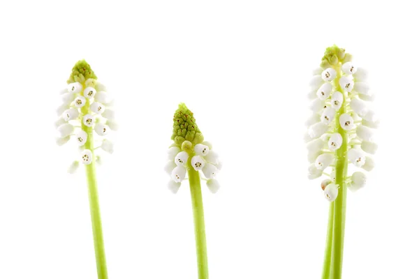 Drei isolierte weiße magische Blüten der Muscari botryoides — Stockfoto