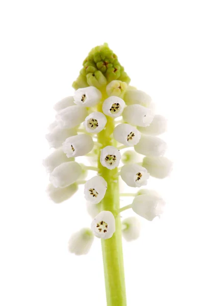 Isolado flor mágica branca de Muscari botryoides — Fotografia de Stock