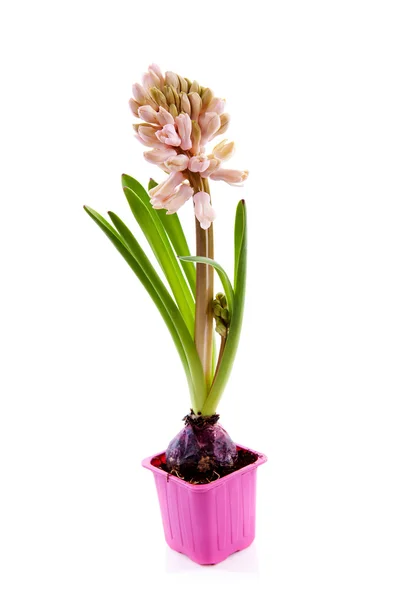 Roze hyacinthus bloem in pot — Stockfoto