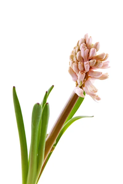 Pink hyacinthus flower — Stock Photo, Image