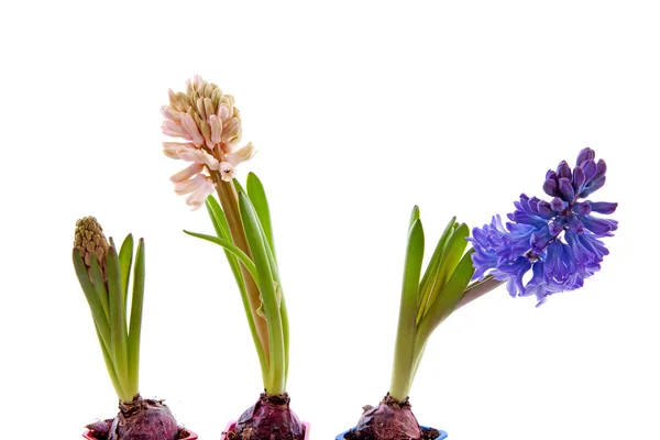 Three hyacinthus flowers — Stock Photo, Image