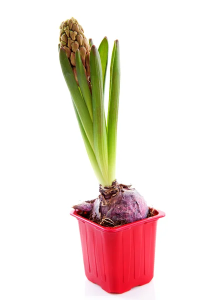 Flor de jacinto vermelho — Fotografia de Stock